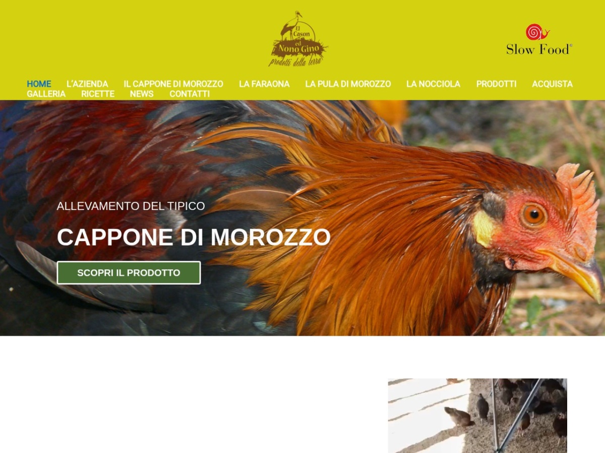 Cappone di Morozzo. Nocciola Tonda Gentile Trilobata - Elcason